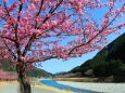 河津桜と清流銚子川