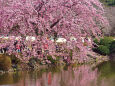 水辺の桜