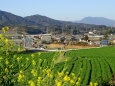 菜の花と麦の緑の春景色