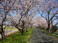 伊勢宮川堤春