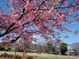 満開.早咲き桜