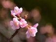 河津桜