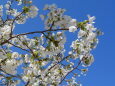  真っ白な大島桜