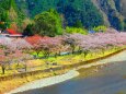 川沿いの桜