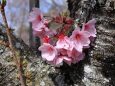 小枝に咲く陽光桜