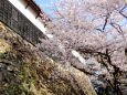城壁に満開の桜