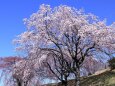公園の枝垂れ桜