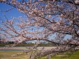 宮川堤春