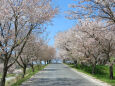 桜の季節 4