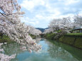 桜の季節 5