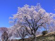 連なる枝垂れ桜