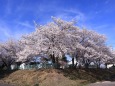 近所の公園の桜