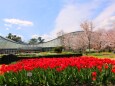 京都府立植物園春