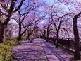 石神井川遊歩道～2022年春