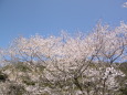 青い空と桜