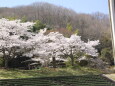 満開の桜