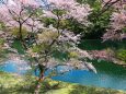 水辺の桜