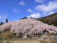 垂れ桜の山