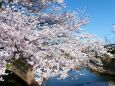 久々利川の桜-2