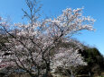 久々利川の桜-5