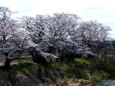久々利川の桜-4