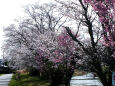 久々利川の桜-2