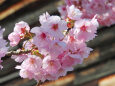 桜の季節 11