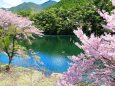 ダム湖と桜