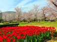 京都府立植物園春
