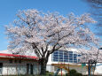 東明小学校の桜