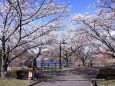 空港公園の桜