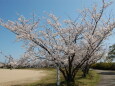 桜の季節1 2022年
