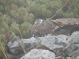 小蓮華山の雌雷鳥5