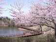 まんのう公園遊歩道-1