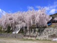 ゆうかの里の垂れ桜-2