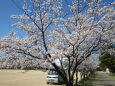 桜の木の下で 2022年