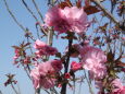 牡丹桜2