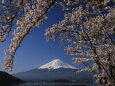 桜に覆われた富士山