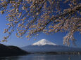 富士山に桜のカーテン