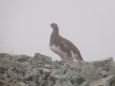 小蓮華山の雌雷鳥7