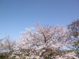 青い空と満開の桜