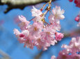 桜の季節24 枝垂れ桜