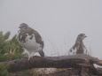 小蓮華山のチビ雷鳥7