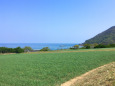 海辺の緑の絨毯 ラッキョウ畑2