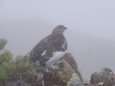 小蓮華山のママ雷鳥