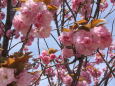 桜牡丹桜