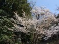 桜と言えば山桜 3 2022年