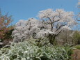 桜の饗宴 2022年