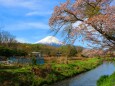 忍野八海春