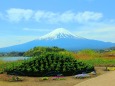 新緑の河口湖